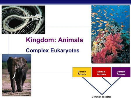 AP Biology 2007-2008 Domain Bacteria Domain Archaea Domain Eukarya Common ancestor Kingdom: Animals Complex Eukaryotes.