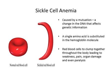 Sickle Cell Anemia Caused by a mutuation – a change in the DNA that affects genetic information A single amino acid is substituted in the hemogloblin molecule.