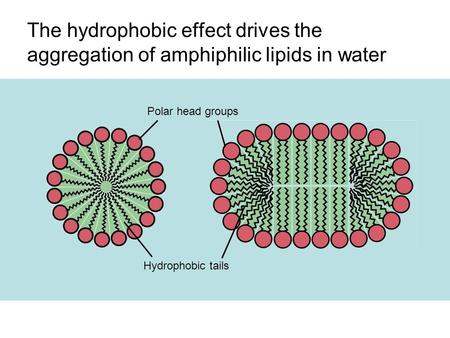 The hydrophobic effect drives the aggregation of amphiphilic lipids in water Polar head groups Hydrophobic tails.