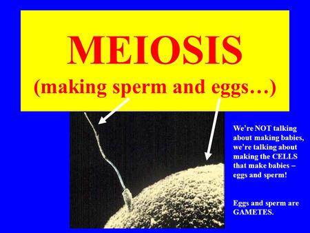 MEIOSIS (making sperm and eggs…) We ’ re NOT talking about making babies, we ’ re talking about making the CELLS that make babies – eggs and sperm! Eggs.