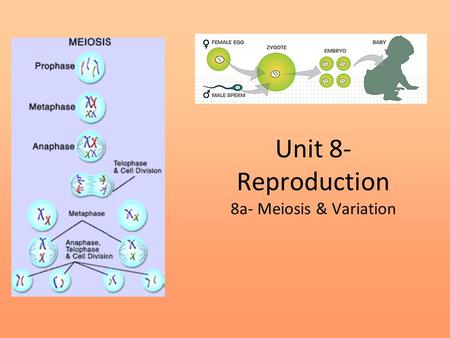 Unit 8- Reproduction 8a- Meiosis & Variation