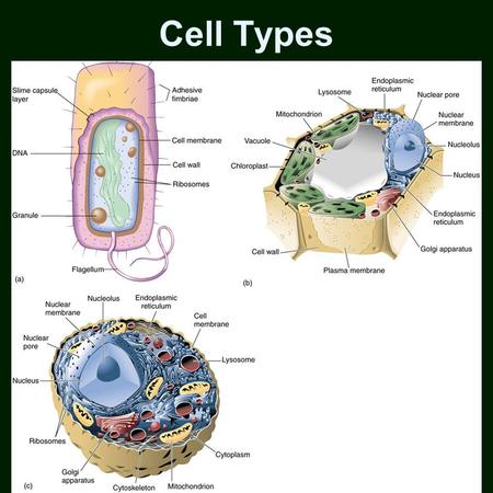 Cell Types. Phospholipids Lipid Bilayer Fluid Mosaic Model.