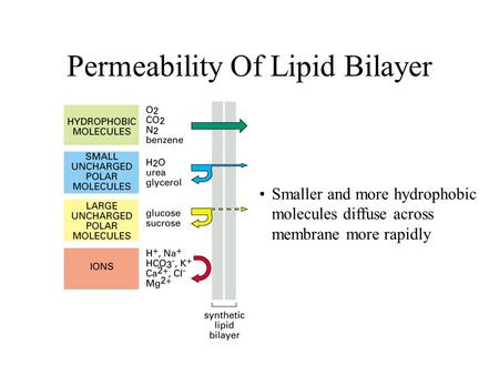 Permeability Of Lipid Bilayer Smaller and more hydrophobic molecules diffuse across membrane more rapidly.