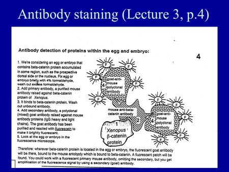 Antibody staining (Lecture 3, p.4). In situ hybridization (Lecture 4 p.4)