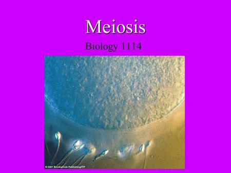 Meiosis Biology 1114.