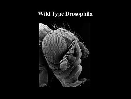Wild Type Drosophila. Ommatidium 8 Photoreceptor cells (R1-R8) 4 Cone cells (secrete lens) 8 Pigment cells.
