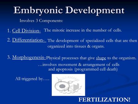 Embryonic Development Involves 3 Components: 1. Cell Division- The mitotic increase in the number of cells. 2. Differentiation- The development of specialized.