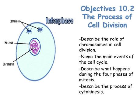 Lesson Overview Lesson Overview The Process of Cell Division Objectives 10.2 The Process of Cell Division -Describe the role of chromosomes in cell division.