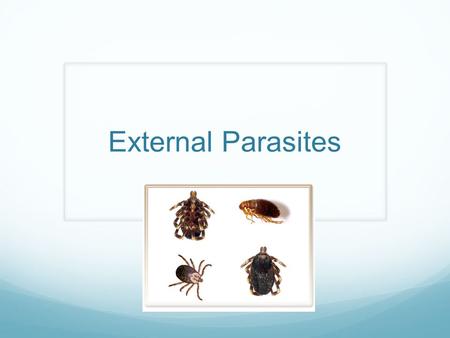 External Parasites.