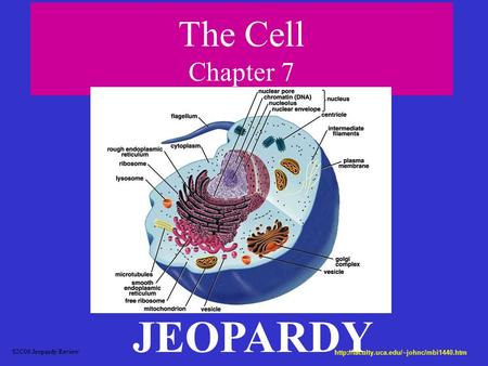 The Cell Chapter 7 JEOPARDY S2C06 Jeopardy Review