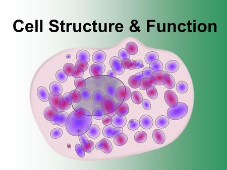 Cell Structure & Function. Cell Theory There are three main elements 1. All living things are made up of cells. 2. Cells are the smallest working units.