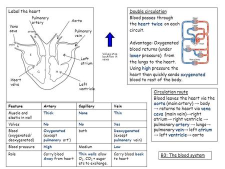 Circulation route Blood leaves the heart via the aorta (main artery) → body → returns to heart via vena cava (main vein) → right atrium → right ventricle.