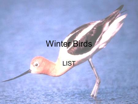 Winter Birds LIST. Northern Cardinal  otos/northern_cardinal_9.jpghttp://sdakotabirds.com/species_photos/ph.