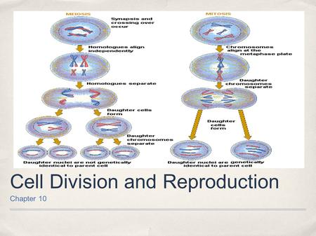 Cell Division and Reproduction Chapter 10. Cell Division ✤C✤Cells die and are replaced billions of times per day. ✤O✤Organisms grow because cell division.