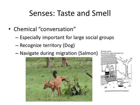 Senses: Taste and Smell Chemical “conversation” – Especially important for large social groups – Recognize territory (Dog) – Navigate during migration.