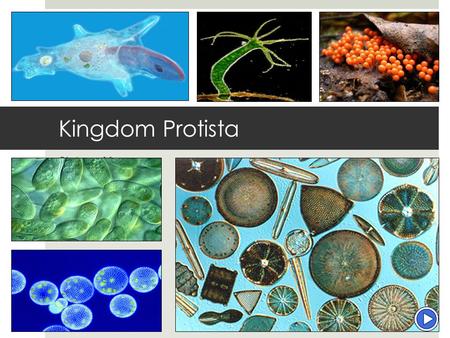 Kingdom Protista Biology 11 Mr. McCallum. Introduction  Protista = the very first  Fossil records date back 1.5 billion years  Unicellular and multicellular.