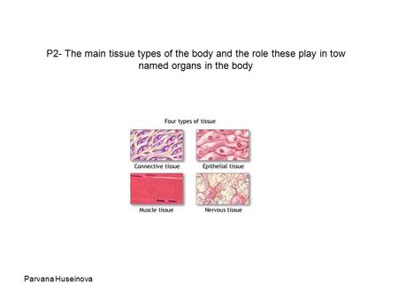 Parvana Huseinova P2- The main tissue types of the body and the role these play in tow named organs in the body.