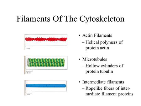 Filaments Of The Cytoskeleton