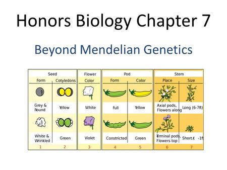 Honors Biology Chapter 7 Beyond Mendelian Genetics.