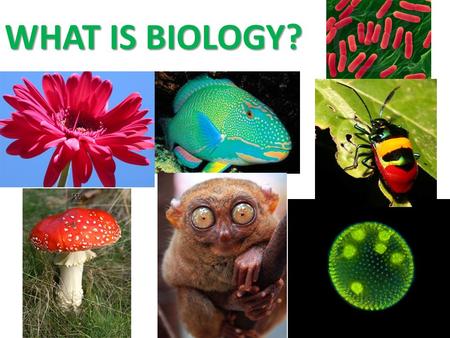 WHAT IS BIOLOGY?.