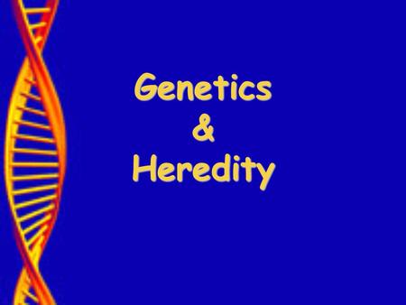 Genetics & Heredity. Who was Gregor Mendel? Austrian monk who studied mathematics and science As a boy he experimented with pea plants Made careful use.