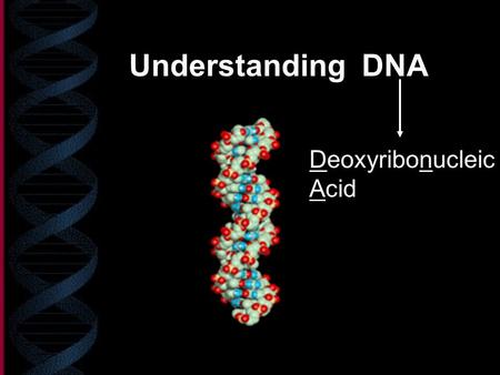 Understanding DNA Deoxyribonucleic Acid. Rosalind Franklin & Maurice Wilkins.