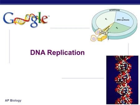 Ap bio dna replication essay