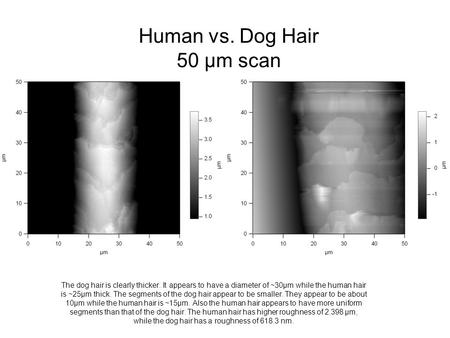 Human vs. Dog Hair 50 µm scan