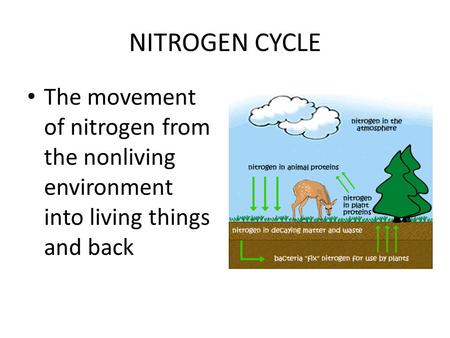 NITROGEN CYCLE The movement of nitrogen from the nonliving environment into living things and back.