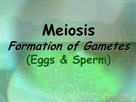 Meiosis Formation of Gametes (Eggs & Sperm). Facts About Meiosis Preceded by interphase which includes chromosome replication Preceded by interphase which.