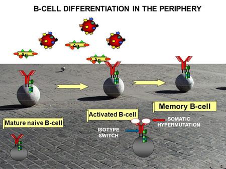 B-CELL DIFFERENTIATION IN THE PERIPHERY SOMATIC HYPERMUTATION