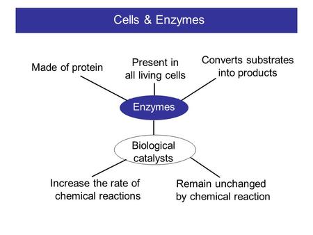 Cells & Enzymes Converts substrates Present in into products