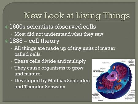  1600s scientists observed cells Most did not understand what they saw  1838 – cell theory All things are made up of tiny units of matter called cells.