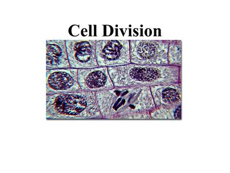 Cell Division. Multicellular life starts as a single cell Growth, development and reproduction require cells to divide and replicate themselves.