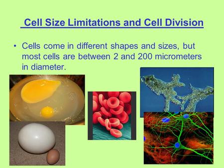 Cell Size Limitations and Cell Division Cells come in different shapes and sizes, but most cells are between 2 and 200 micrometers in diameter.