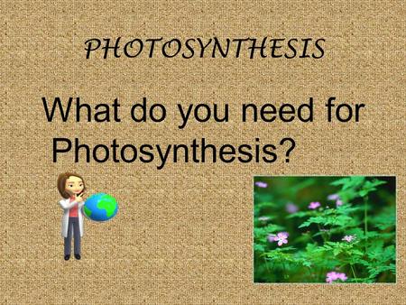 PHOTOSYNTHESIS What do you need for Photosynthesis?