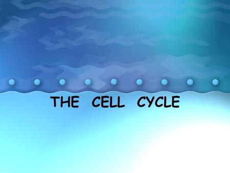 THE CELL CYCLE. Why do cells divide? Stimuli to start a cell division: – To replace dead or dying cells, –To produce more cells to enlarge the organism.