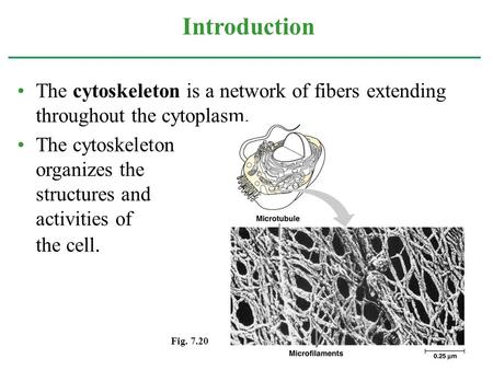 The cytoskeleton is a network of fibers extending throughout the cytoplasm. The cytoskeleton organizes the structures and activities of the cell. Introduction.