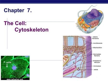 AP Biology Chapter 7. The Cell: Cytoskeleton AP Biology Cytoskeleton  Function  structural support  maintains shape of cell  provides anchorage for.