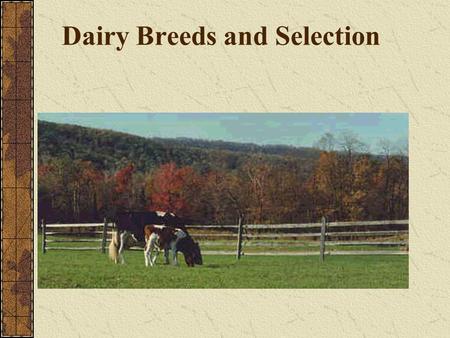 Dairy Breeds and Selection. Dairy Breeds and Selection Overview Major Breeds of Dairy Cattle Dairy Terms and Definitions Parts of a Dairy Cow Dairy Traits.