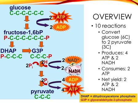 OVERVIEW 10 reactions Convert glucose (6C) to 2 pyruvate (3C) Produces: 4 ATP & 2 NADH Consumes: 2 ATP Net yield: 2 ATP & 2 NADH glucose C-C-C-C-C-C fructose-1,6bP.