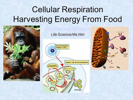Cellular Respiration Harvesting Energy From Food