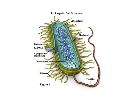 4A Cell Organelles specialized structures within a living cell.