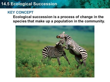 KEY CONCEPT Ecological succession is a process of change in the species that make up a population in the community.