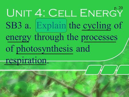 Unit 4: Cell Energy p. 20 SB3 a. Explain the cycling of energy through the processes of photosynthesis and respiration.