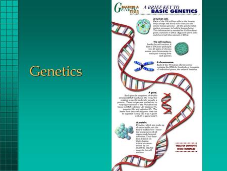 Genetics Genetics. Genetics Is the science of heredity. Heredity is the transmission of genetic or physical traits from parent to offspring.