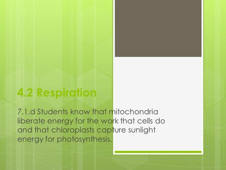 4.2 Respiration 7.1.d Students know that mitochondria liberate energy for the work that cells do and that chloroplasts capture sunlight energy for photosynthesis.
