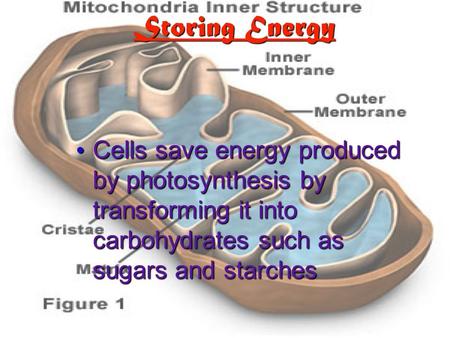 Storing Energy Cells save energy produced by photosynthesis by transforming it into carbohydrates such as sugars and starches Cells save energy produced.