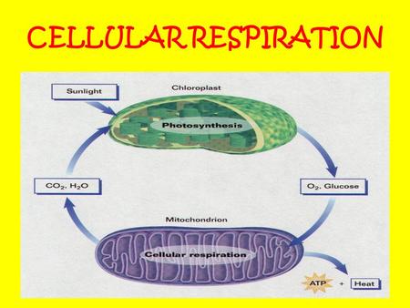 CELLULAR RESPIRATION. 1. Cellular Respiration – when cells break down simple food molecules such as glucose and release the energy they contain. A molecule.