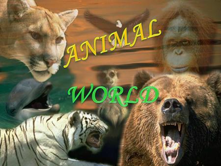 ANIMAL WORLD.
